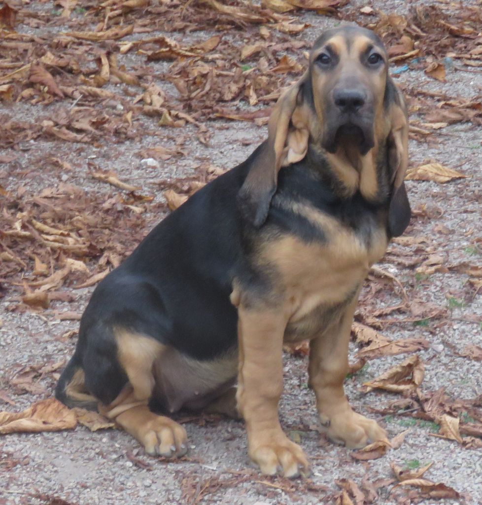 De la voix des ardennes - Chiot disponible  - Chien de Saint-Hubert