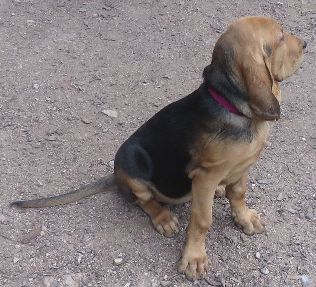 De la voix des ardennes - Chiot disponible  - Chien de Saint-Hubert