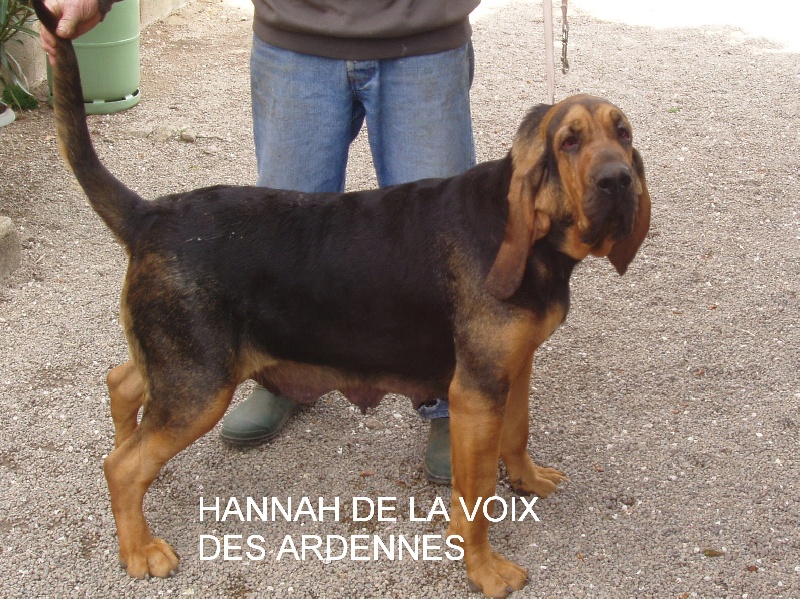 Hannad De la voix des ardennes