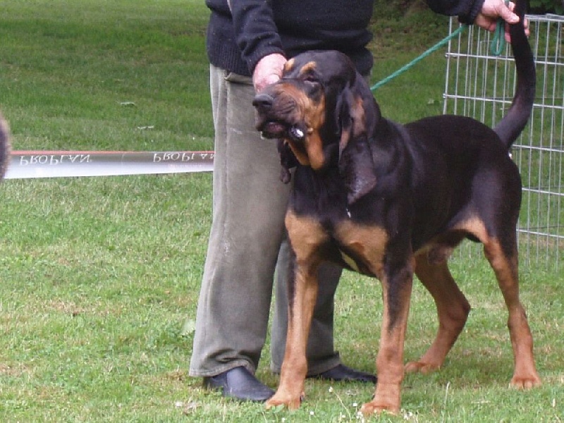 Huron (Sans Affixe)