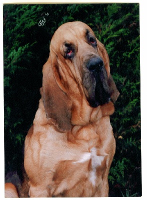 De la voix des ardennes - CHIOTS DE LANCELOT ET DE ENGY