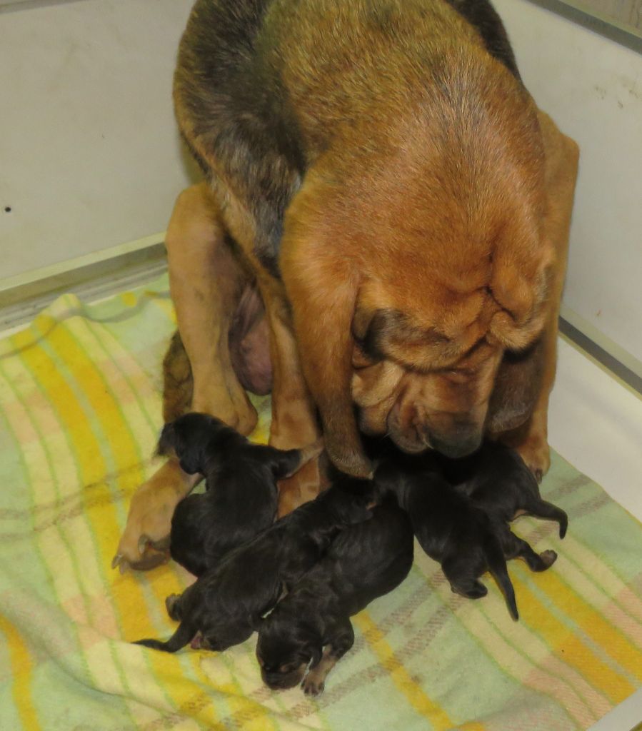De la voix des ardennes - chiots