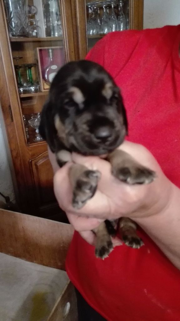De la voix des ardennes - Chien de Saint-Hubert - Portée née le 26/06/2017