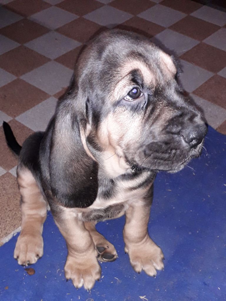 De la voix des ardennes - Chien de Saint-Hubert - Portée née le 20/12/2019