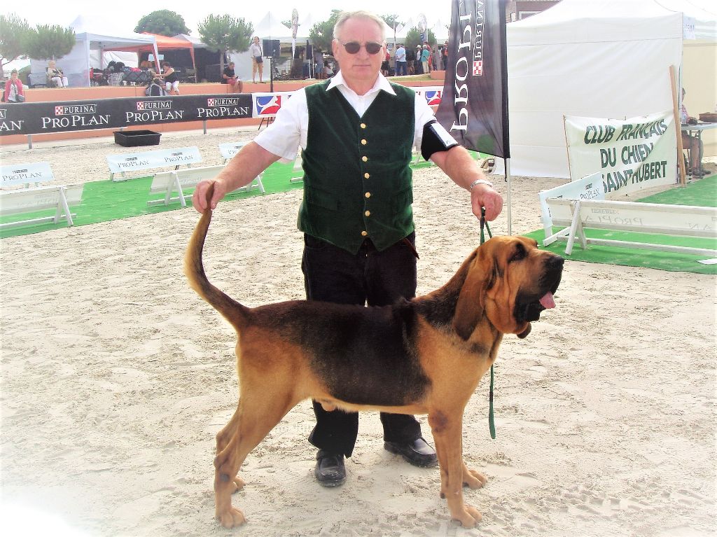 De la voix des ardennes - Chien de Saint-Hubert - Portée née le 03/02/2018
