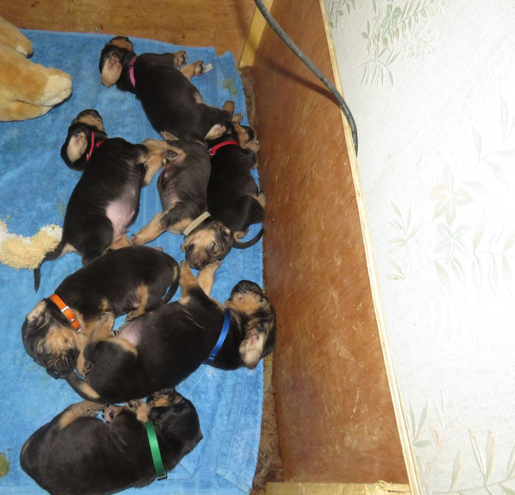 De la voix des ardennes - Chien de Saint-Hubert - Portée née le 22/11/2021