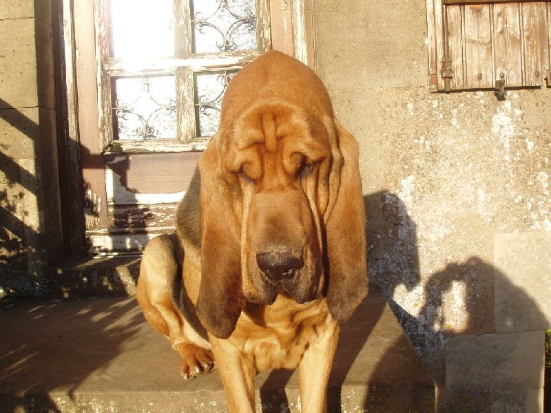 De la voix des ardennes - Chien de Saint-Hubert - Portée née le 14/02/2014